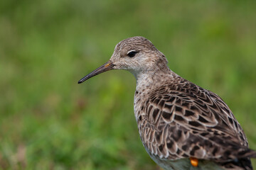 Ruff (Calidris pugnax) feeding in its natural habitat