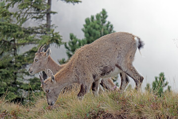 Steinbock in den Alpen, Niederhorn, Schweiz