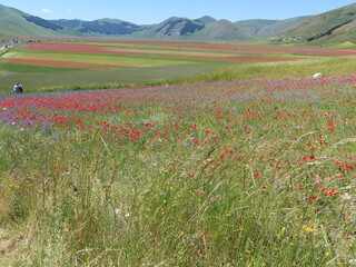 castelluccio di norcia