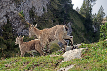 Steinbock in den Alpen, Niederhorn, Schweiz