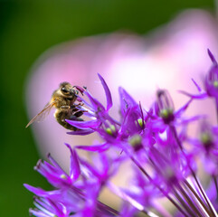 Honeybee pollinating on a giant onion flower