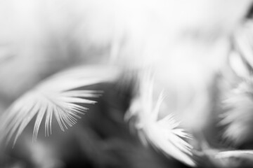 feather close up with black and white 