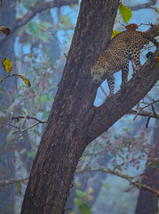 Vertical shot of a leopard on a tree ready to pounce on its prey at a fo