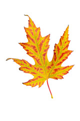 Autumn leaf maple tree leaf cut out isolated on a white background. Ready for your autumn mockups.