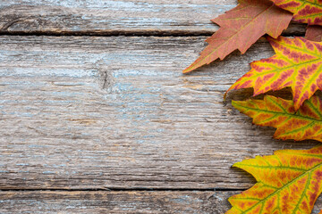 Naklejka na ściany i meble Autumn Maple tree leafs on background of old vintage retro board. Autumn decoration concept
