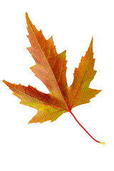 Autumn leaf maple tree leaf cut out isolated on a white background. Ready for your autumn mockups.