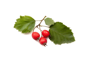 Hawthorn branch with several berries cut out on white background. Autumn decoration object