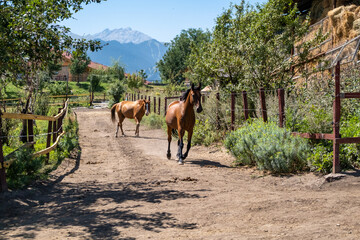 horse and farm