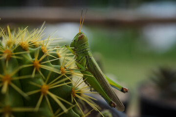 Grasshopper perched, the cactus was about to bloom beautifully.