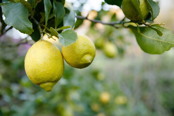 Two ripe large lemons on lemon tree in orchard, with blurred orchard scenery background.