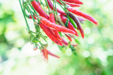 赤い唐辛子、トウガラシの実、家庭菜園、野菜の収穫/辛い食材