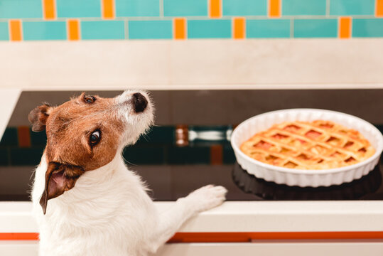 Funny Dog Desires To Eat Apple Pie Made For Thanksgiving Dinner