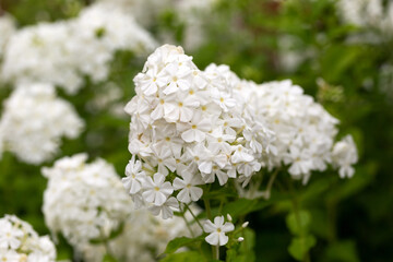 White Phlox paniculata flowers blooming in summer cottage garden