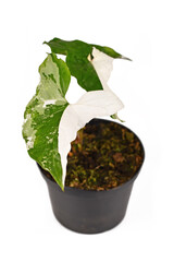 Small exotic 'Syngonium Podophyllum Variegata' houseplant with white spots in flower pot on black background
