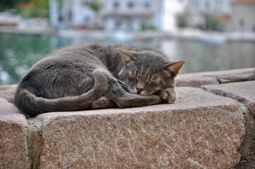 Tabby Cat Sleeping On Floor By Stone Wall