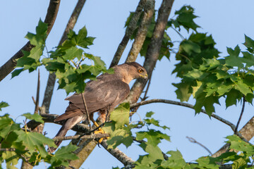 Coopers Hawk in tree - 457849803