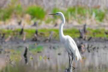 Great Egret in a swamp