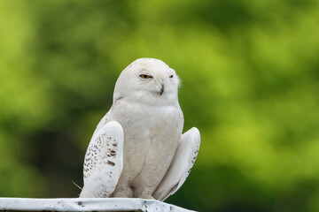 Snowy Owl  - 457850017