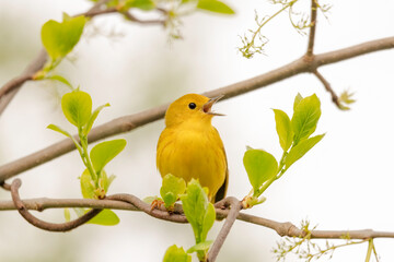 Yellow Warbler Singing - 457850063