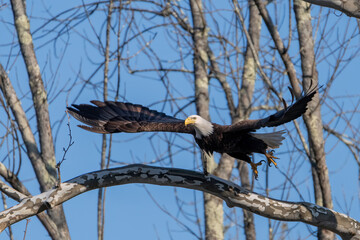Eagle taking flight - 457850092