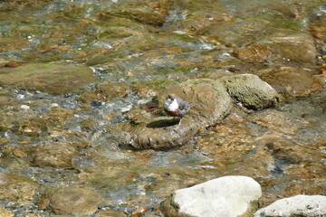 Le cincle plongeur (ou Merle d'eau) sur le lit de la rivière