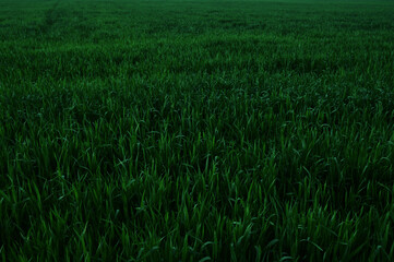 green wheat field