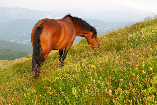 Cavallo  baio libero