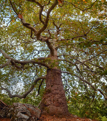 Giant plane tree on the Lycian way. Turkey.