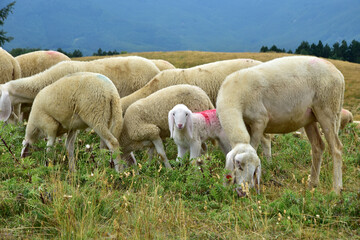 Obraz na płótnie Canvas Gregge di pecore