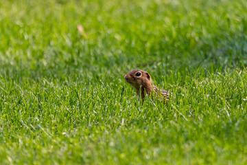Naklejka na ściany i meble Thirteen-lined ground squirrel (Ictidomys tridecemlineatus) on the meadow.