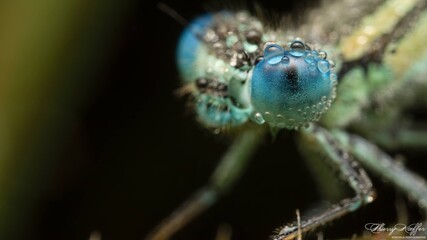 close up of a damselfly 