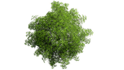 Fototapeta premium Top view 3D tree isolated on white background, for use visualization in architectural design
