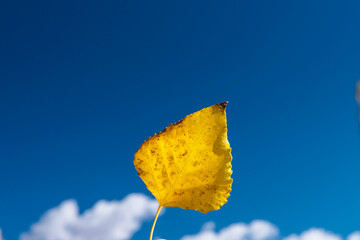 Yellow leaf, background in blue