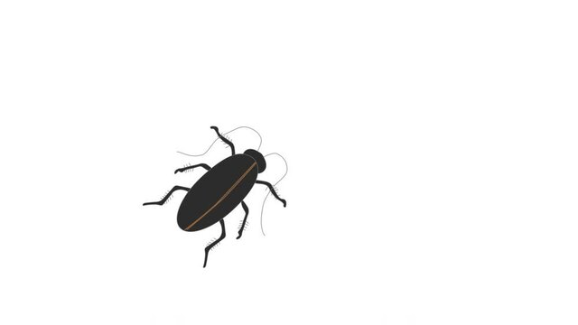 歩いて止まるゴキブリ