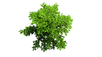 Fototapeta premium Top view 3D tree isolated on white background, for use visualization in architectural design