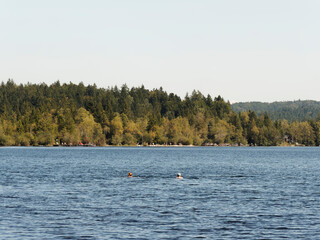 Obraz premium Kirchsee by Sachsenkam in Upper Bavaria. Moor lake and popular bathing water, amber colored. Nature reserve Ellbach-Kirchseemoor