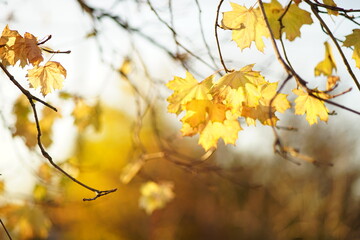 Lovely yellow maple tree leaves on the branches in autumn park