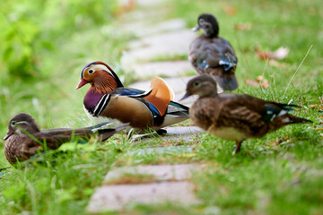 Colorful duck with family at warsaw park
