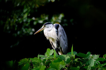 獲物を狙うアオサギ