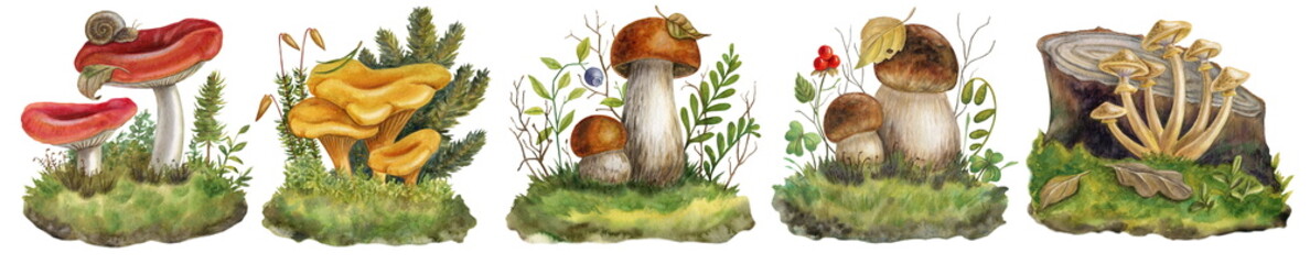 Watercolor illustration, watercolor clip art set. Edible forest mushrooms.