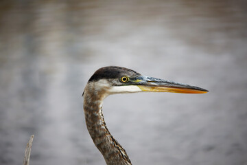 Great blue heron ( Ardea cinerea ) is the largest American heron hunting small fish, insect, rodents, reptiles, small mammals, birds and especially ducklings.