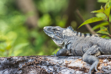 Primer plano de iguana rayada