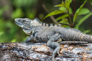 Primer plano de iguana rayada