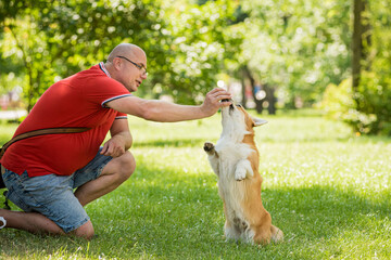 Adult man is training her Welsh Corgi Pembroke dog at city park