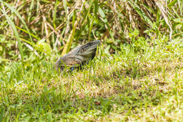 Primer plano de iguana rayada