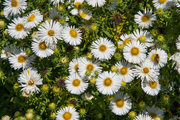 A field of marguerites, joy for the insects