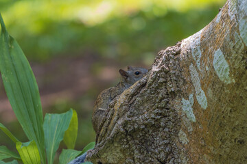 Ardilla marrón en el árbol en el bosque contra un fondo verde