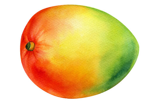 Mango, watercolor illustration. Tropical fruits