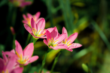 Pink crocuses flowers on blurry green leaves in early spring. blossom in the garden.