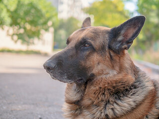 close-up of a German shepherd dog